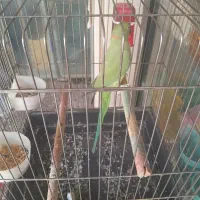 ملنگو  نر دوساله