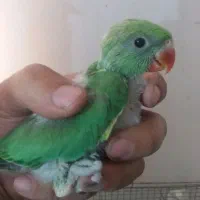 جوجه طوطی سبز