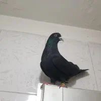 کفتر