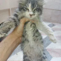 گربه|گربه|اصفهان, فیض|دیوار