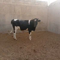 گوساله