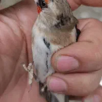 ماده سهره مست...از مستی به پاش دون میده