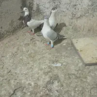 کفتر