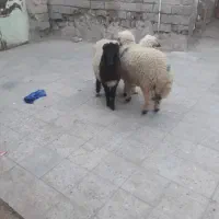 اهواز