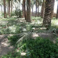 نیاز به یک نفر خانم جهت کار در باغ سبزی کاری