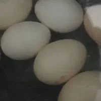 تخم مرغ محلی نطفه دار تازه