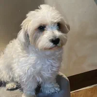 اصلاح و کوتاهی سگ