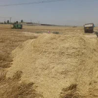 کاه|لوازم جانبی حیوانات|بهبهان, |دیوار