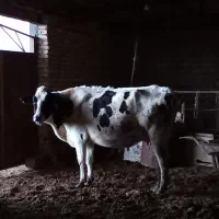 سه عدد گاو شیری