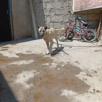 توله سرابی