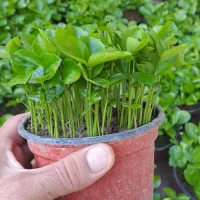 فروش یکجای 200 گلدان سبزه نارنج