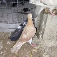 زرد،چینی