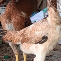 دو عدد مرغ لاری6ماهه