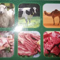 نیرو مغازه پروتئین(دوشیفت)