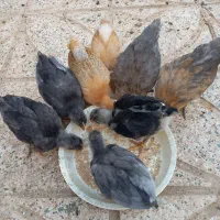 جوجه مرغ