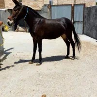 مرکز خرید و فروش انواع قاطر در شهرکرد