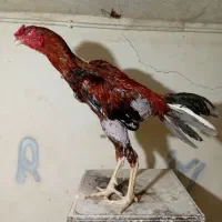 لاری ۵دانگ کامل