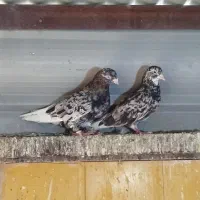 جفت هفت رنگ دم سفید