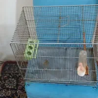 قفس سهره