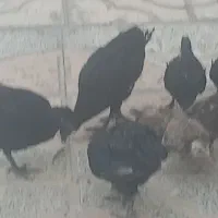 جوجه محلی اصل