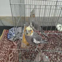 یه جفت عروس هلندی واقعا سرحال