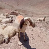 یک عدد قوچ چاق