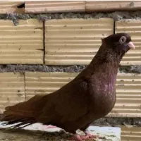 تافته ای یا سرور ماده.