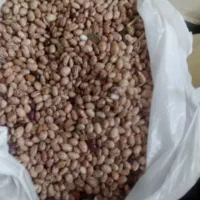لوبیا چیتی