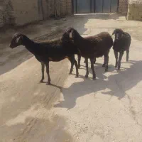 میش بره