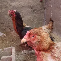تخم مرغ لاری