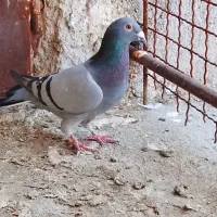کفتر صید|پرنده|چناران, |دیوار
