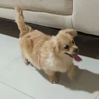 سگ پامر
