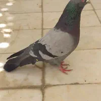 کفتر نر سبز تهرونی کاشونی