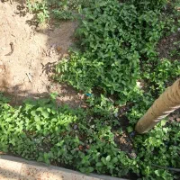 برگ نعنا  ارگانیک