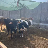 کشتار روزانه گوساله چاق چله وبچه شتر