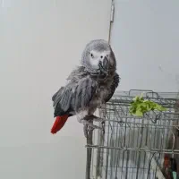 طوطی. کاسکو