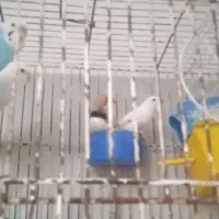 مرغ عشق و فنچ با وسایل