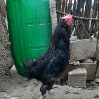 خروس ریشی سیاه