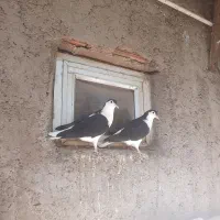 کبوتر