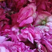 گل محمدی استان اردبیل