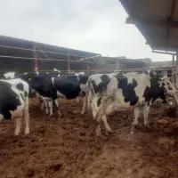 تعداد۲۰راس‌گاوصنعتی‌شناسنامه‌دار