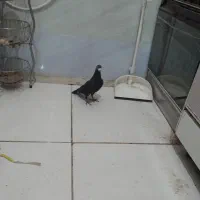 ذاغ نر|پرنده|مشهد, چاهشک|دیوار