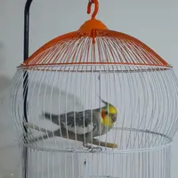 طوطی گمشده تاریخ ۲۹خرداد (مولوی)