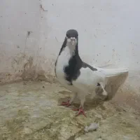 خال نر