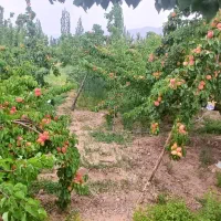 فروش باغ ۳۰قصبی ساردوئیه