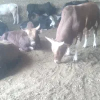گوساله چاق