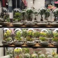 دستگل باکس عروس تراریوم کاکتوس بنسای