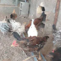 جوجه محلی اصل