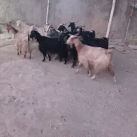 بز چاق