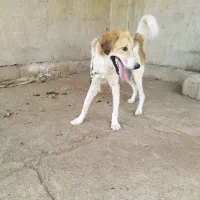 سگ نر